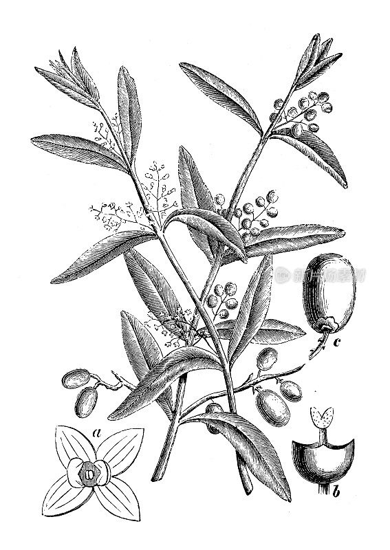 古董雕刻插图:Olea europaea，橄榄树